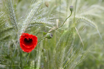 Red poppy with dew drops after the rain in a green barley field. Closeup of rain drops on poppy flower