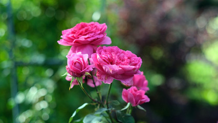 Obraz premium Red rose at the garden