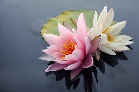 Pink and white lotus blossoms or water lily flowers blooming on pond