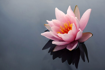 Beautiful pink lotus or water lily flowers blooming on pond