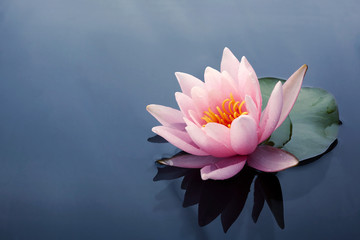 Schöne rosa Lotus- oder Seerosenblumen blühen auf Teich
