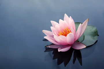 Deurstickers Bloemenwinkel Mooie roze lotus- of waterleliebloemen bloeien op de vijver
