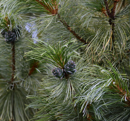 Young cedar cones in the wood, cone covered with resin in the forest. Cones growing on a branch of...