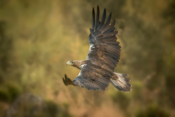 spanish imperial eagle Aquila adalberti