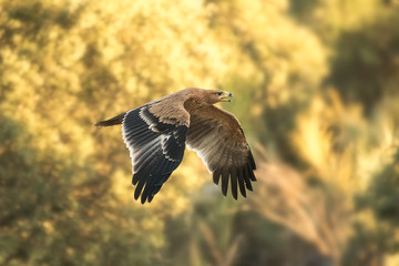 spanish imperial eagle Aquila adalberti