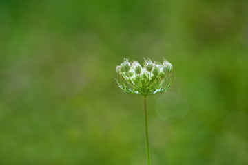 Close up of Flower in meadow. Copy space. 