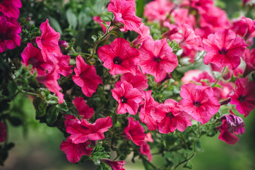 Many beautiful pink petunias bloom in spring in the botanical garden. Flowers as a background for advertising. Summer bloom.