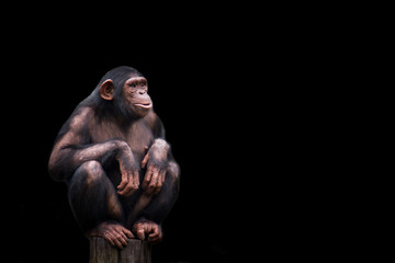 Chimpanzee or chimp Pan troglodytes isolated. Young chimpanzee alone portrait, sitting crouching on wood piece with crossed legs staring at horizon in pensive manner on dark black background. - 281517024