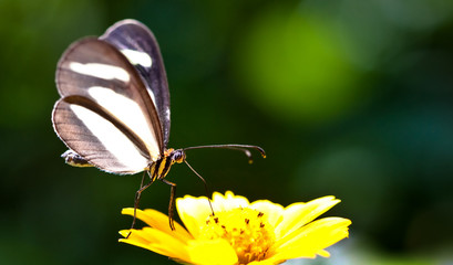 Small butterfly closeup sitting on a yellow wild flower with green out of focus bokeh background. Butterfly close up macro photography.