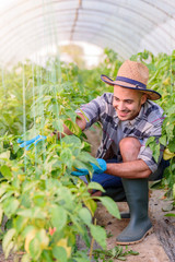 Entrepreneur man in his greenhouse working with plants. Small family business.