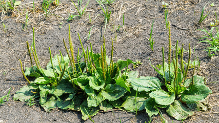 Plantago major herb
