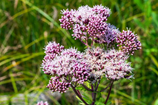 「Eupatorium」の写真素材 | 1,842件の無料イラスト画像 | Adobe Stock