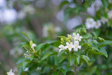 orange jasmine with empty space