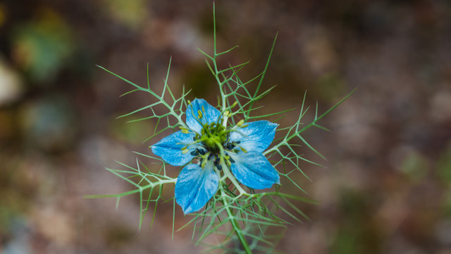 Czarnuszka damasceńska, czarnuszka, damasceńska, Nigella damascena, nigella, jaskrowate