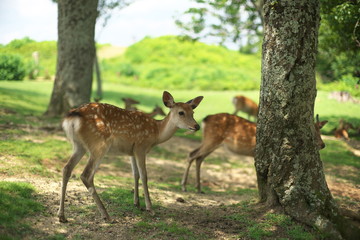 Naklejka na ściany i meble Nara,Japan-July 30,2019: Nara's deers, the symbols of Nara city