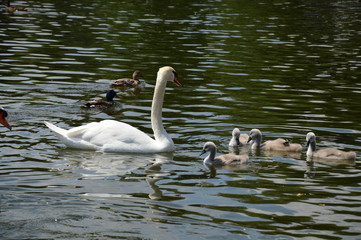 Swan on the lake with small chicks