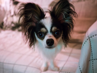 Close up of a long-haired Chihuahua pet dog