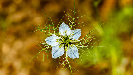 Czarnuszka damasceńska, czarnuszka, damasceńska, Nigella damascena, nigella, jaskrowate © Dreamnordno