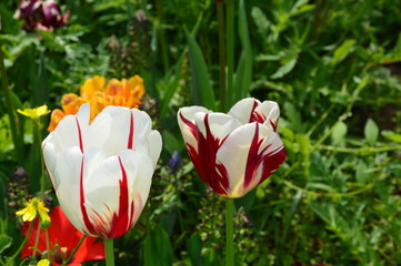 Red tulips in the garden on the warm spring day
