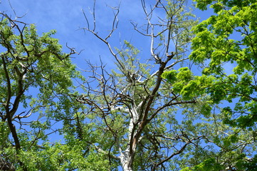 Contras blue sky view through tree