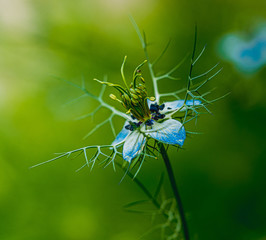 Czarnuszka damasceńska, czarnuszka, damasceńska, Nigella damascena, nigella, jaskrowate