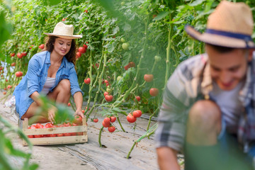 Man and woman growing organic vegetables picking tomatoes at greenhouse