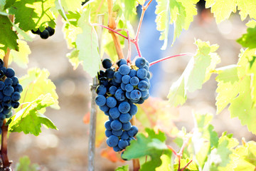 Purple grapes harvest from a vineyard in Spain