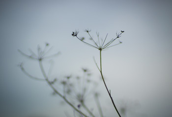 Natural background with dry flowers in blue fog