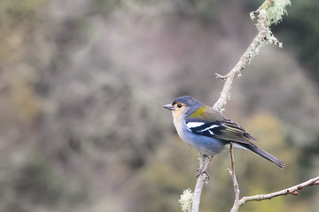 Madeira chaffinch bird (Fringilla coelebs maderensis). A chaffinch with blue and yellow color and a bird isolated and unique to the island of Madeira, Portugal.