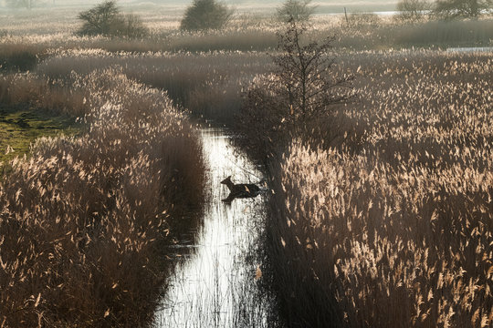 Deer in stream passing through field