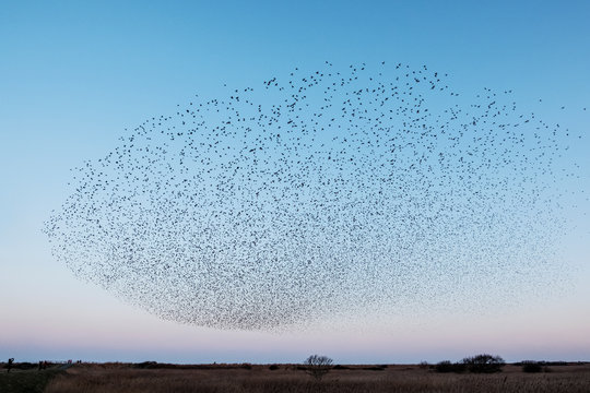 Flock of birds flying in sky