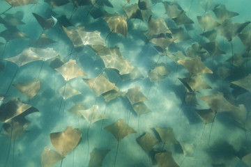 Fototapeta na wymiar School of cow nose rays in sea of cortez