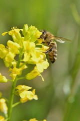 Bee pollinating rapeseed flowers in Spring
