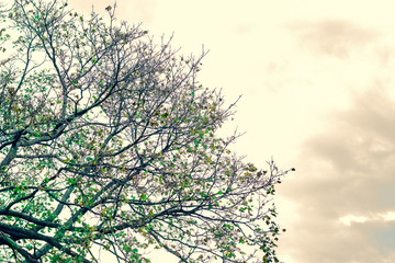 Obraz premium tree and sky