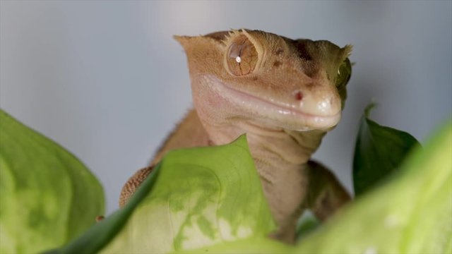 Gecko close up lizard portrait in jungle environment. Exotic and beautiful creatures. Fascinating tropical lizard wildlife close up. 