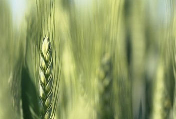 Close-up view of one green ear of barley in a field. Small depth of sharpness.