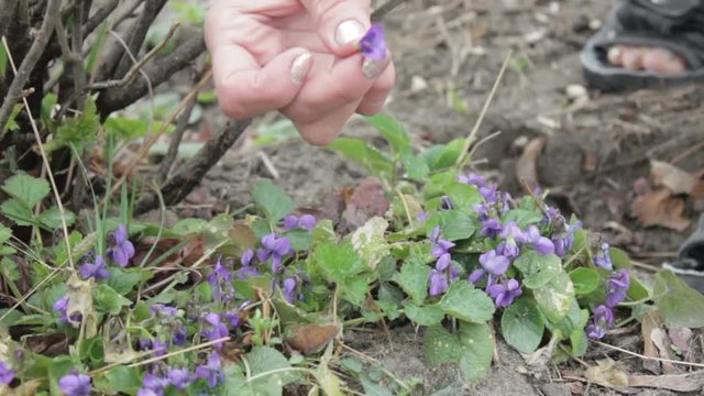 Girl hand gathering the viola odorata at spring