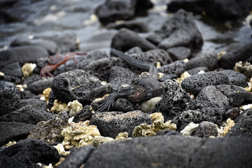 Endemic Marine and Land Iguana colonies in the Galapagos Island