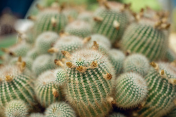 cactus plant