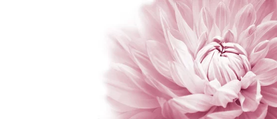  White and pink colourful dahlia flower macro photo with light pastel colors in white wide banner empty background panorama with large negative space for text and design. High key photo. © fewerton