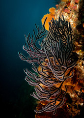 Soft coral in the sea of corte