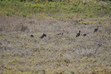 The beautiful birds glossy ibis in the natural environment