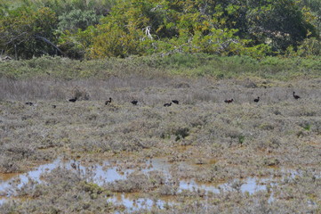 The beautiful birds glossy ibis in the natural environment