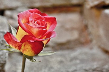 Red-yellow rose on a background of a stone bare wall.
