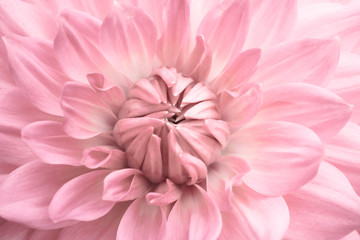 Pink dahlia. Pink colourful flower close up macro photo with light colours with fresh blossoming...