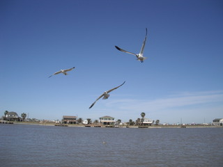 gulls 3
