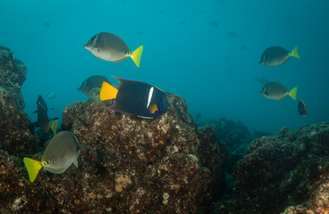 Reef fish in the sea of Cortez