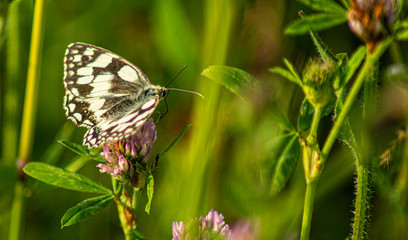 Close up Marco photograph of Black Marble Butterfly on english wildflower