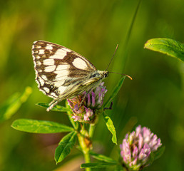 Obraz na płótnie Canvas Close up Marco photograph of Black Marble Butterfly on english wildflower
