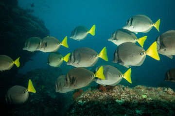 School of tropical reef fish in Sea of Cortez